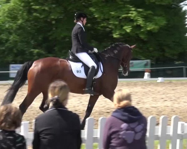 Reitturnier Düren - An der Kuhbrücke 2016