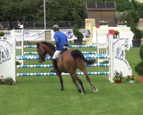 Reitturnier Düren - An der Kuhbrücke 2016