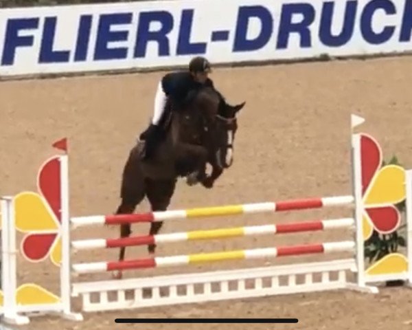 Springpferd Eic Ambiance du Seigneur (Westfale, 2014, von Aganix du Seigneur)