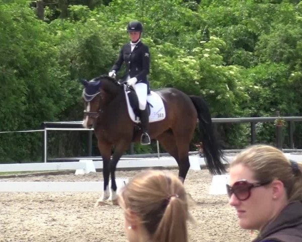 Reitturnier Düren - An der Kuhbrücke 2016