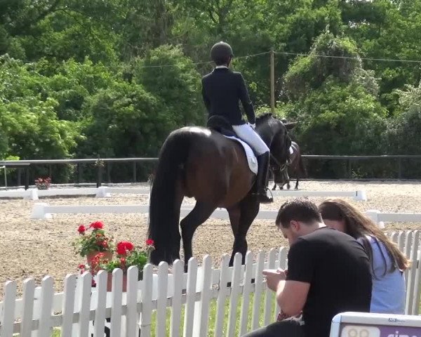 Reitturnier Düren - An der Kuhbrücke 2016