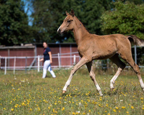 horse Mystique Khal dRhogo (German Riding Pony, 2019, from Rheingold)