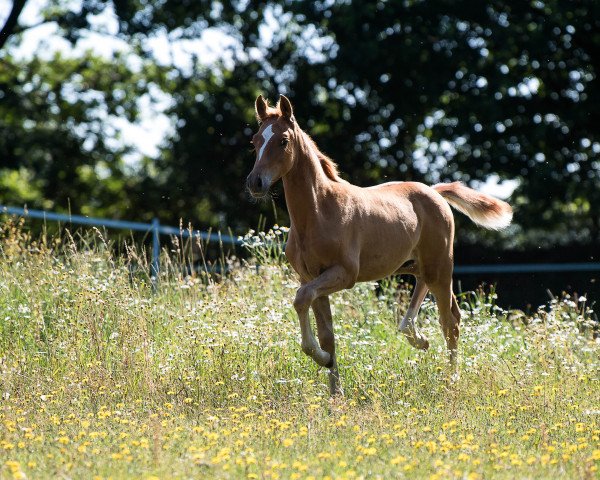 horse Mystique Chilli Cracker (German Riding Pony, 2019, from Kastanienhof Cockney Cracker)