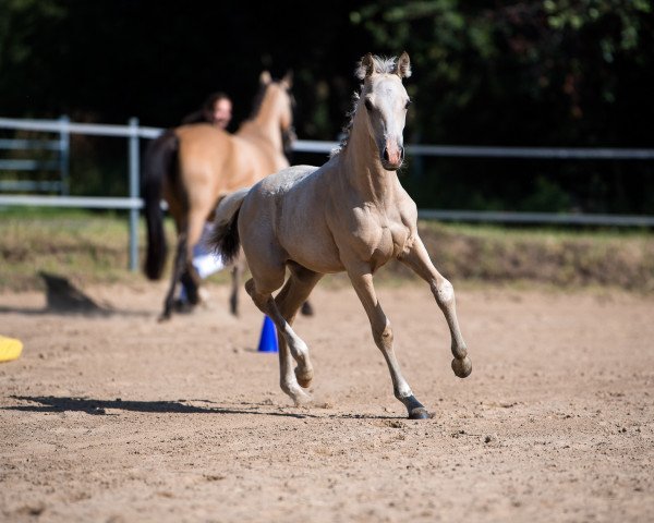 broodmare Mystique Caleesi (German Riding Pony, 2019, from Night-Cup)