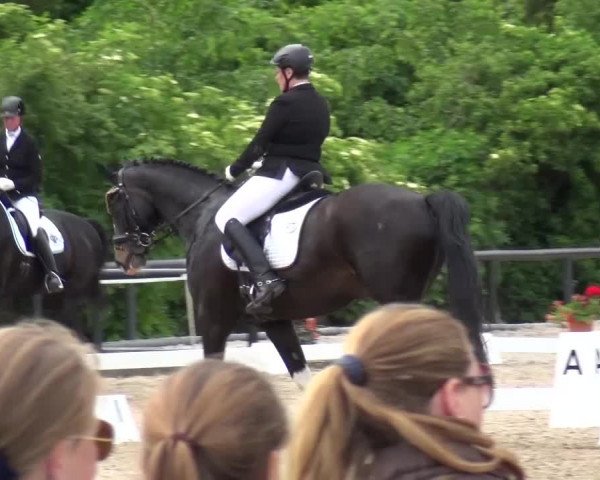Reitturnier Düren - An der Kuhbrücke 2016