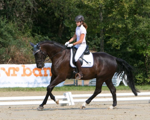 dressage horse Santos Spumante (Hanoverian, 2012, from Sarkozy 3)