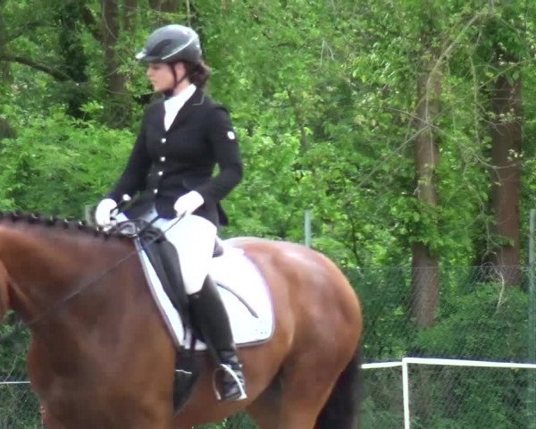 Reitturnier Düren - An der Kuhbrücke 2016