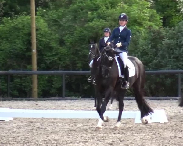 Reitturnier Düren - An der Kuhbrücke 2016