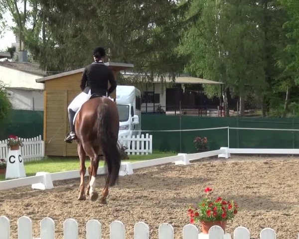 Reitturnier Düren - An der Kuhbrücke 2016
