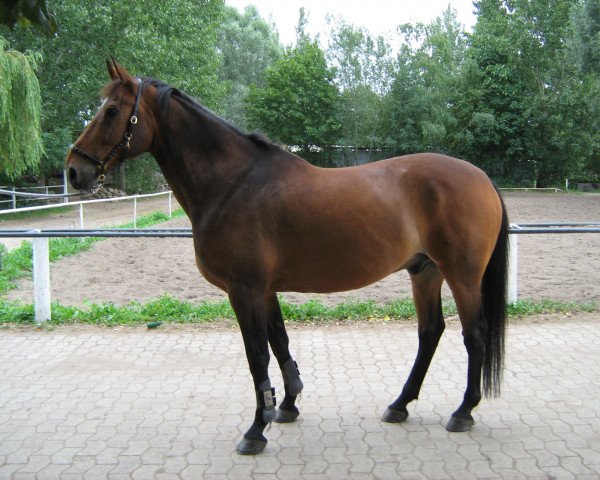 horse Orkaan (KWPN (Royal Dutch Sporthorse), 1996, from Zelhem)