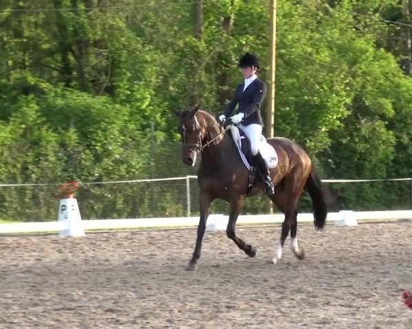 Reitturnier Düren - An der Kuhbrücke 2016