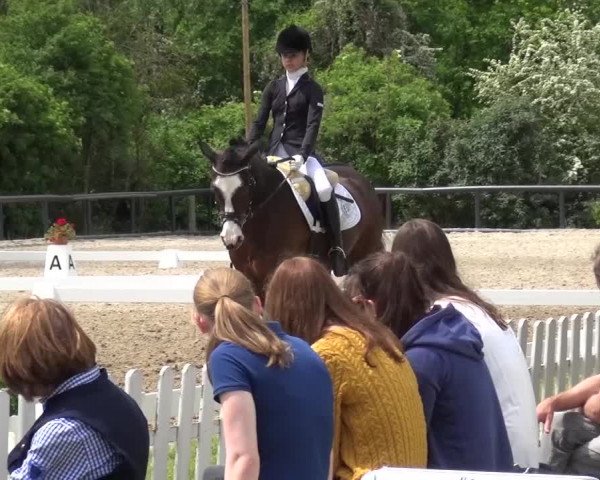 Reitturnier Düren - An der Kuhbrücke 2016
