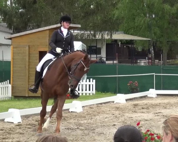 Reitturnier Düren - An der Kuhbrücke 2016