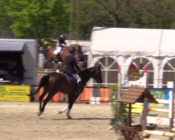 Reitturnier Hamm-Rhynern 2016