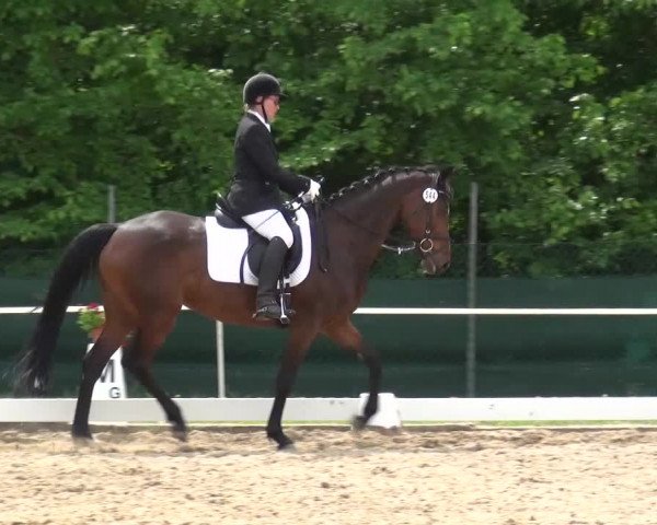 Reitturnier Düren - An der Kuhbrücke 2016