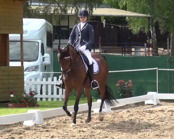 Reitturnier Düren - An der Kuhbrücke 2016