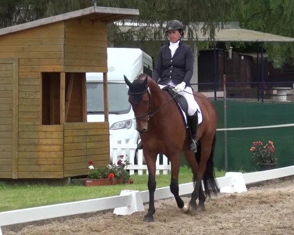 Reitturnier Düren - An der Kuhbrücke 2016