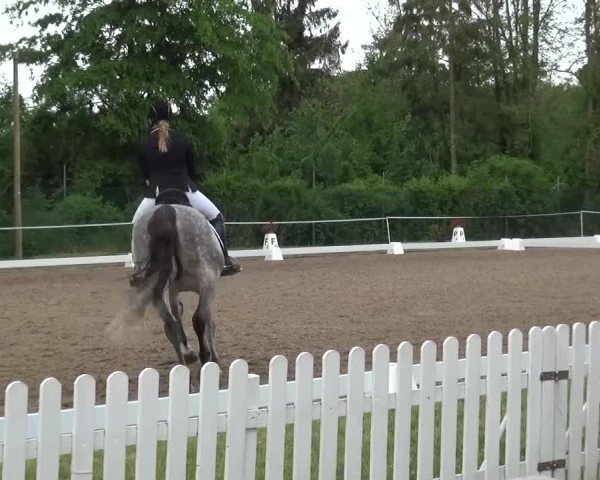 Reitturnier Düren - An der Kuhbrücke 2016