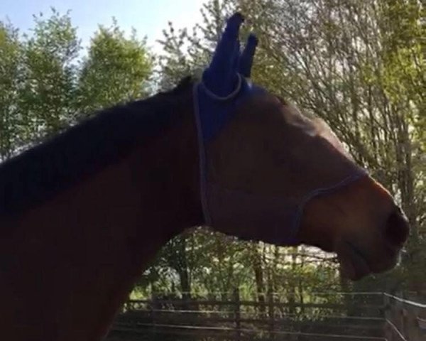 horse Amazing Harry (Württemberger, 1999, from Argentinus)