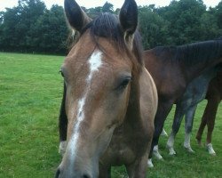 jumper Coolio'S Lausebub HK (Hanoverian, 2014, from Coolio)