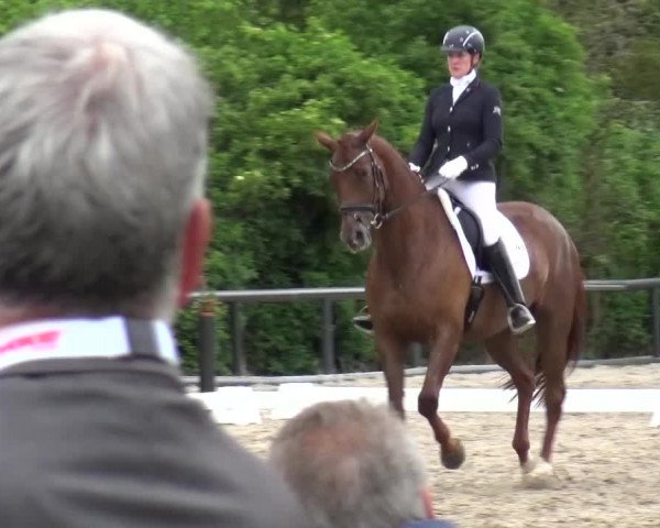 Reitturnier Düren - An der Kuhbrücke 2016