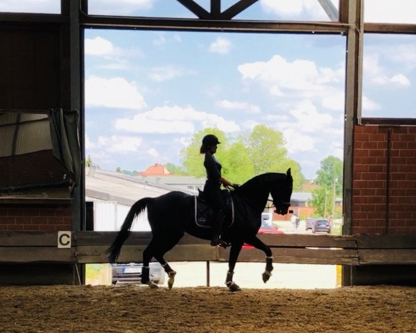 horse Farrera Princess (Rhinelander, 2012, from Feedback 16)