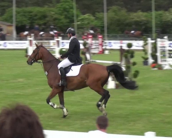 Reitturnier Düren - An der Kuhbrücke 2016