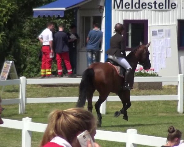 Reitturnier Düren - An der Kuhbrücke 2016