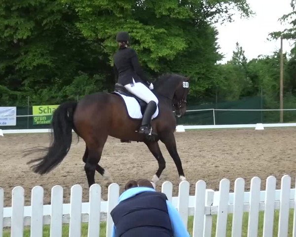 Reitturnier Düren - An der Kuhbrücke 2016