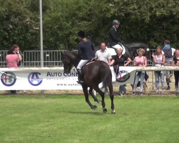 Reitturnier Düren - An der Kuhbrücke 2016