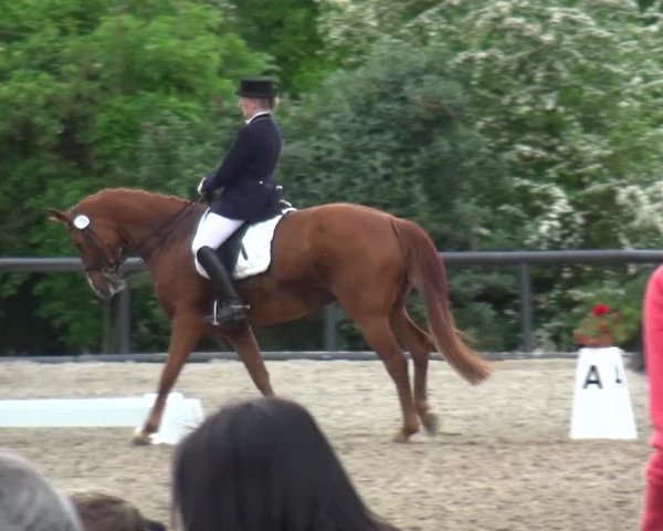 Reitturnier Düren - An der Kuhbrücke 2016