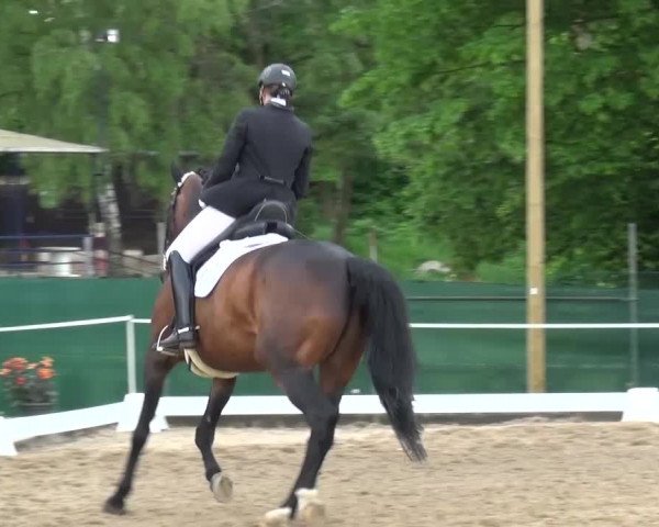 Reitturnier Düren - An der Kuhbrücke 2016