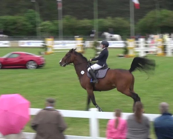 Reitturnier Düren - An der Kuhbrücke 2016