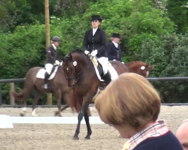 Reitturnier Düren - An der Kuhbrücke 2016