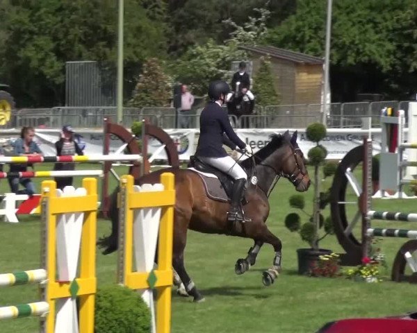 Reitturnier Düren - An der Kuhbrücke 2016