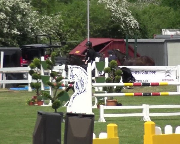 Reitturnier Düren - An der Kuhbrücke 2016