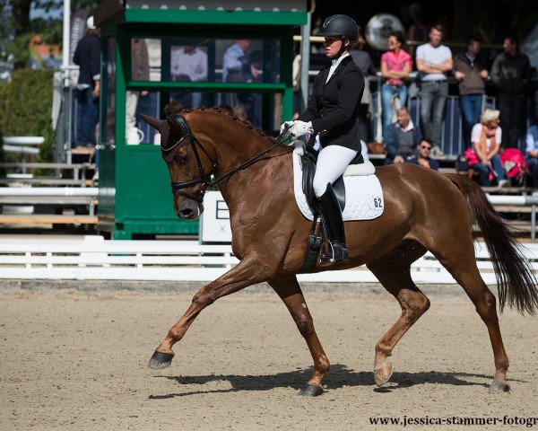dressage horse Bernini Vmt (Westphalian, 2013, from Breitling W)