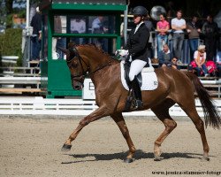 Dressurpferd Bernini Vmt (Westfale, 2013, von Breitling W)