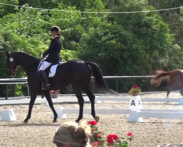 Reitturnier Düren - An der Kuhbrücke 2016