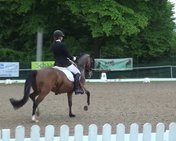 Reitturnier Düren - An der Kuhbrücke 2016