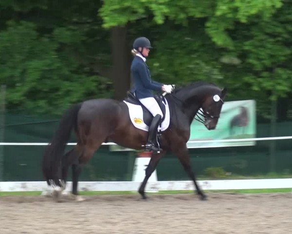 Reitturnier Düren - An der Kuhbrücke 2016