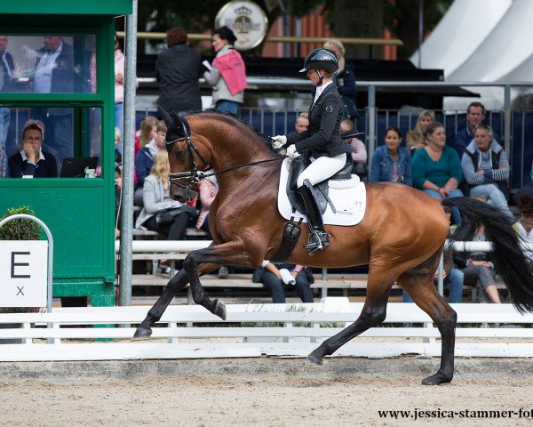 stallion Ballando (Hanoverian, 2013, from Callaho's Benicio)