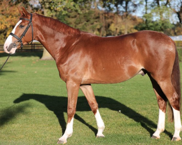 jumper Jacky Chan (KWPN (Royal Dutch Sporthorse), 2014, from Marius Claudius)