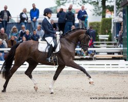 dressage horse Sir Napoleon OLD vom Rosencarr (Oldenburg, 2013, from Sir Donnerhall I)