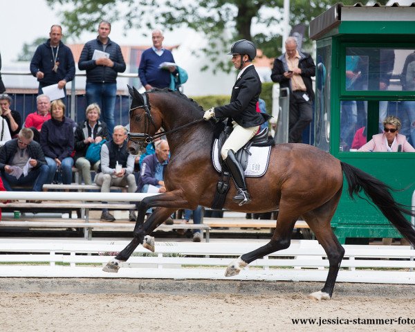 stallion Rock Amaro (Westphalian, 2013, from Rock Forever NRW)