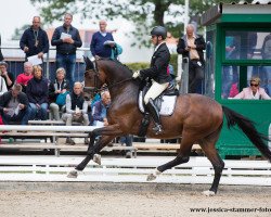 stallion Rock Amaro (Westphalian, 2013, from Rock Forever NRW)