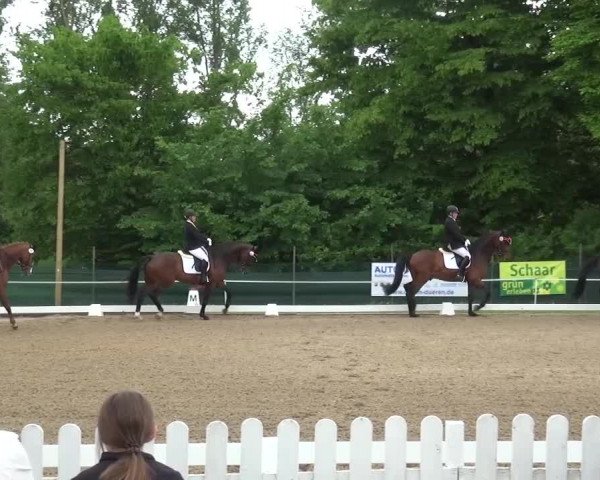 Reitturnier Düren - An der Kuhbrücke 2016