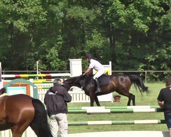 Reitturnier Leingarten 2016