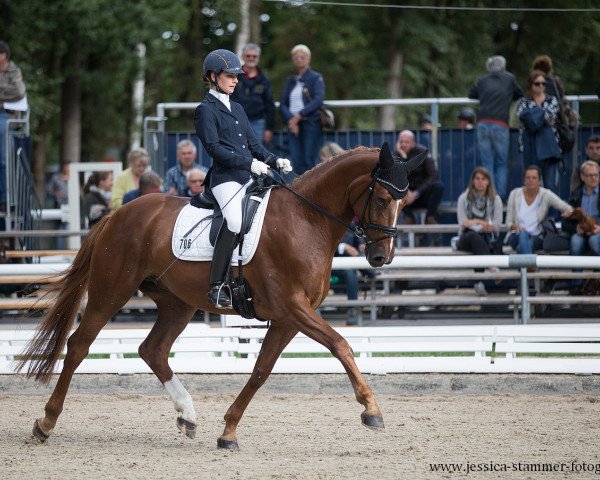 dressage horse S-Thetik (Hanoverian, 2013, from Scolari)
