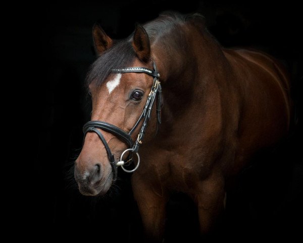 jumper Sam (German Riding Pony, 2003, from Snippeling Boy)